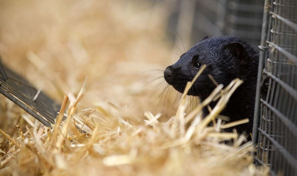 Der er regler for alt nr minkene skal d
