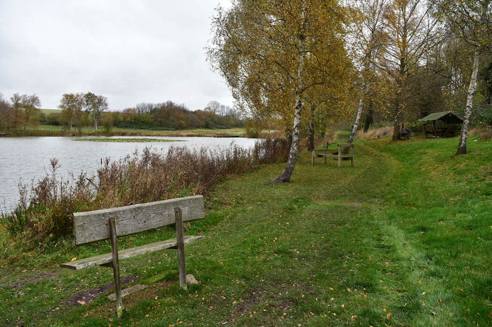 Leder: Mejeriets udslip truer unik karpebestand