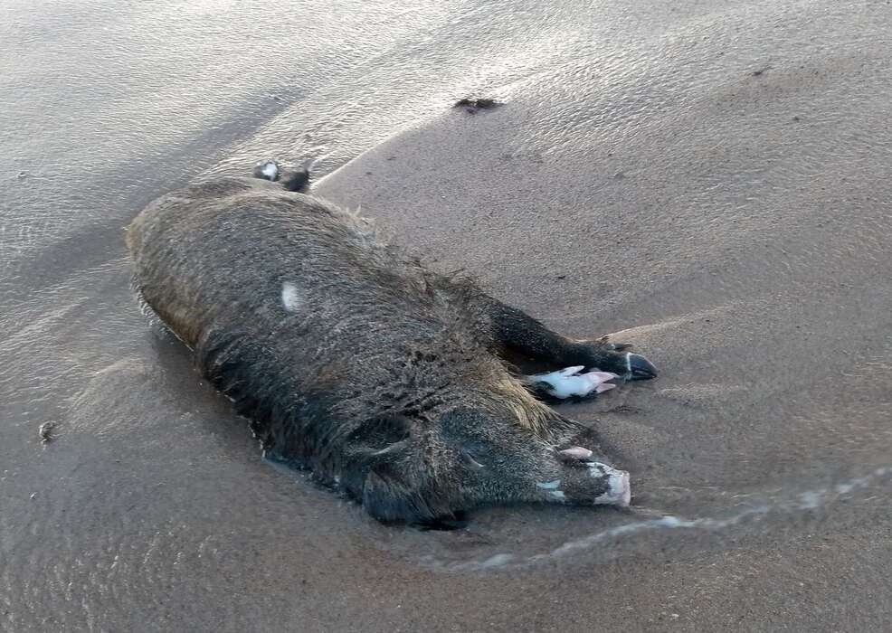 Vildsvin ved Sorthat Odde