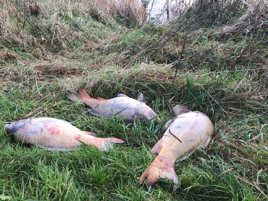 Byforening er dybt bekymret over forurening af Pr�stemosen: 'Der er talt over 100 d�de gamle karper'