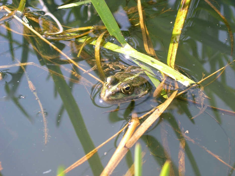 Efter forureningen af Pr�stemosen: For�ret vil vise, om latterfr�erne klarer sig