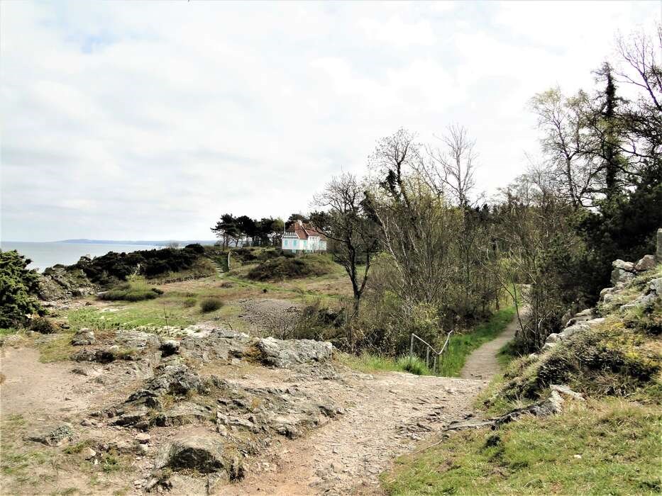 Nytrstur p kyststien mellem Sandks og Allinge