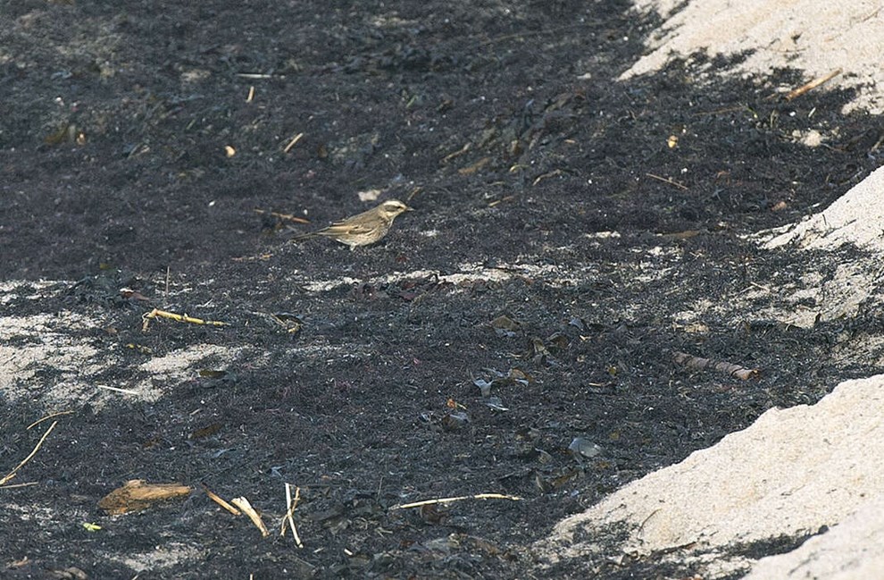 Var det en brundrossel? Eksperter har svaret