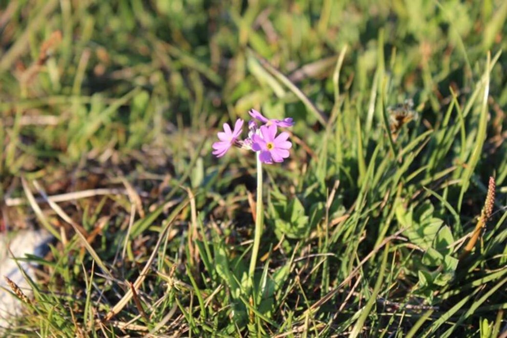 Naturpleje skal hj�lpe truet blomst