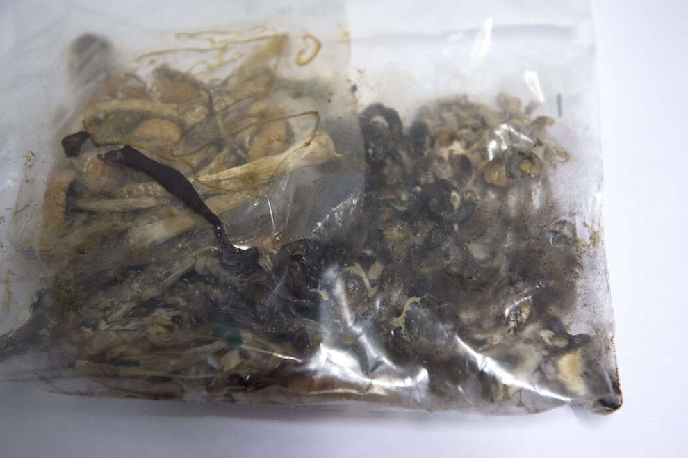 122 gram hash til eget forbrug gav dom nummer 11 til 66-�rig mand