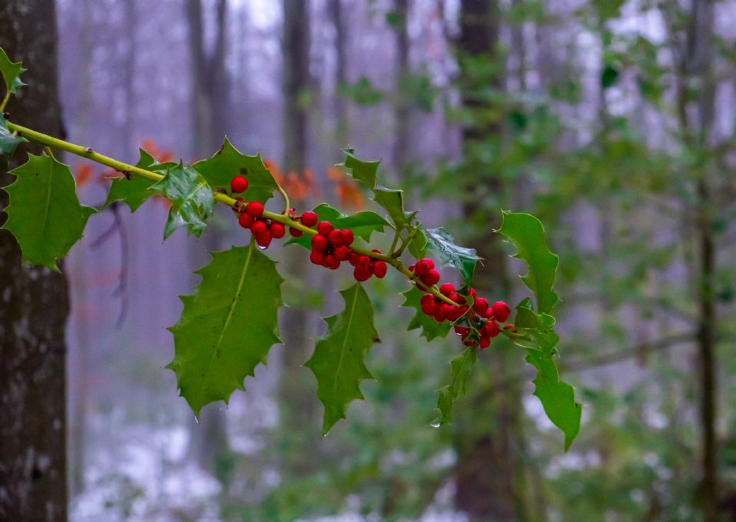 Lad os spise noget pynt