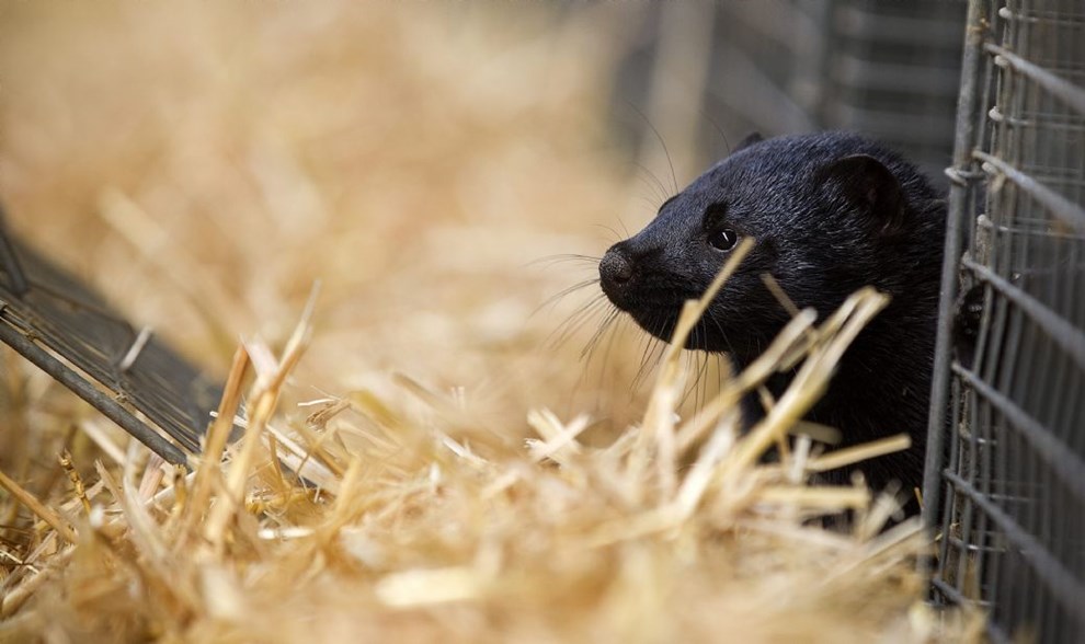 Tidligere minkavler raser:'Jeg skammer mig'