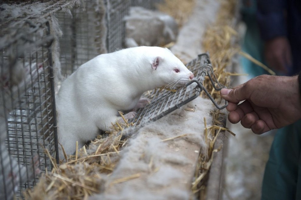Leder: Regeringen fik reddet sit skind