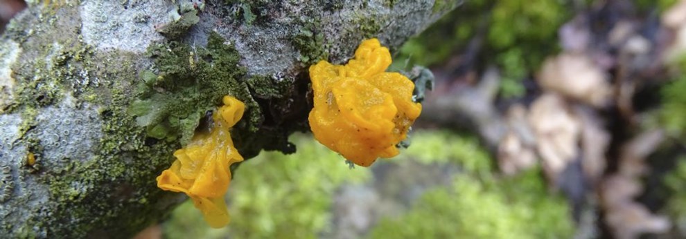 Naturens m�rkelige svampe