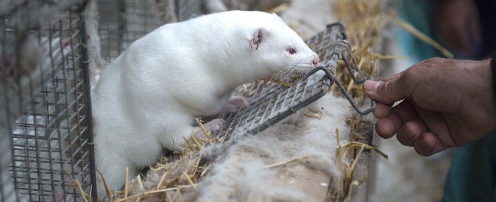 Bornholmsk minkavler lander p ministerens bord