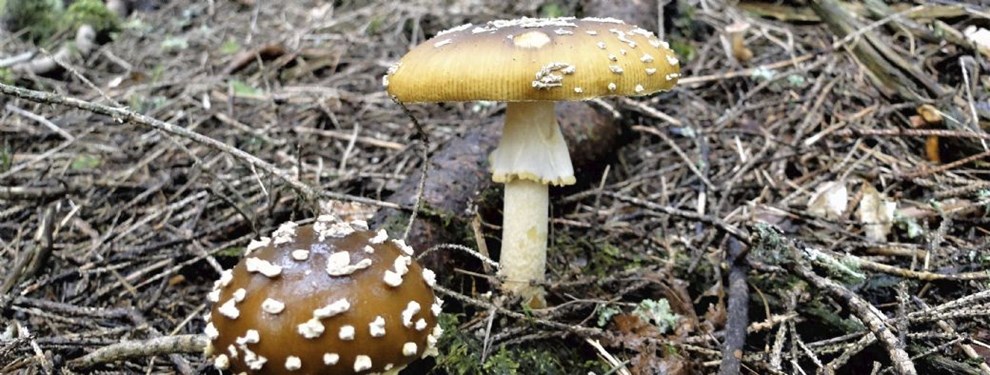 De ser smukke ud, men pas p: De er giftige