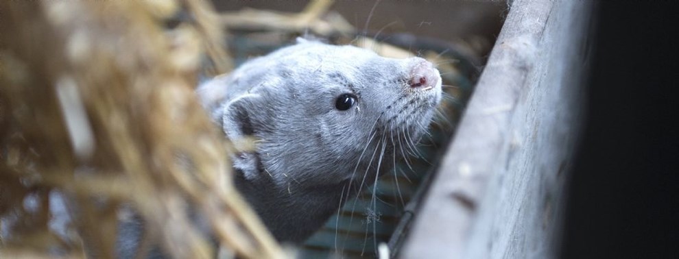 Minkavler har mistet alt: 'Jeg lever af min mands pension'