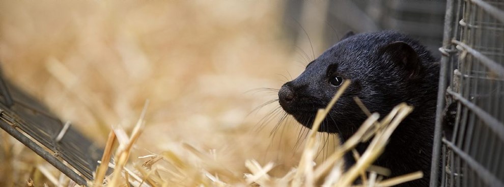 Sagsbehandlingen trkker ud: Lange udsigter for minkavlere