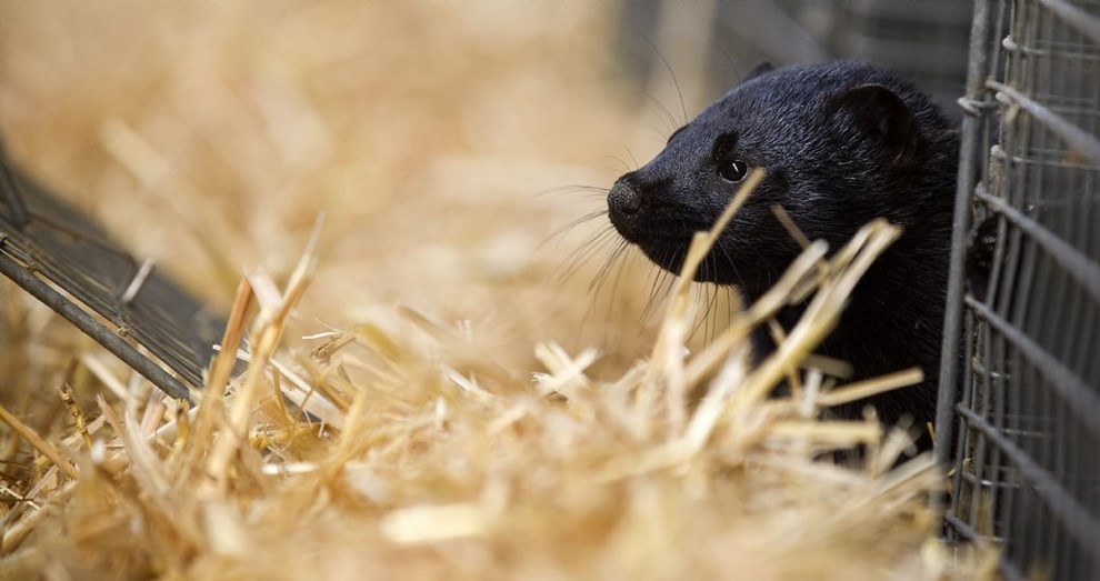 Minkavler m vente p svar fra minister