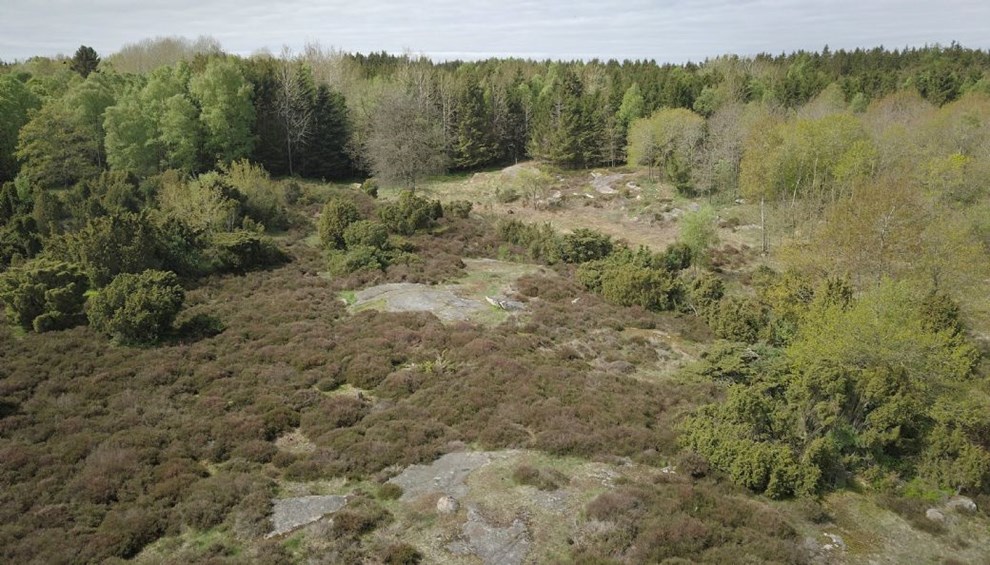Debat: Trtophytter, naturtab og bedre kommunal planlgning