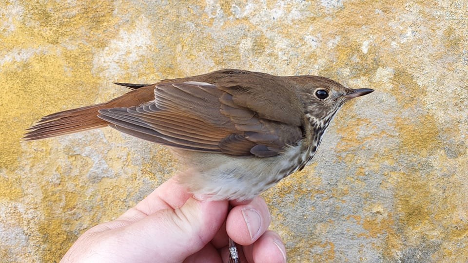 Sjlden fugl besger Christians: Sidst set i Skandinavien i 1988