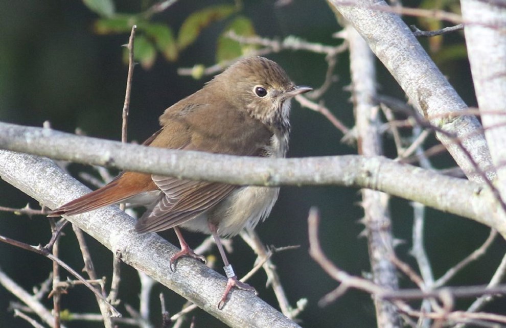 Fugleentusiaster strmmede til som aldrig fr, men blev skuffede