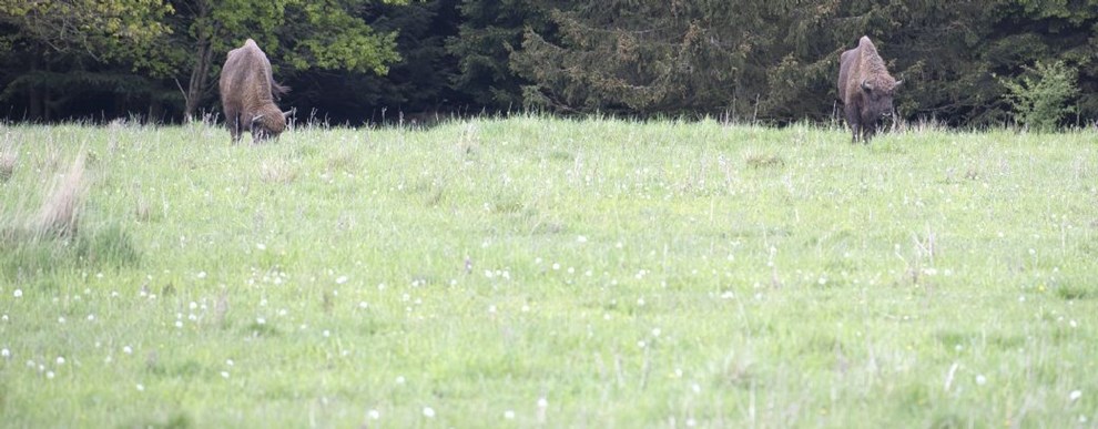 Tv-station: Ny kommunalbestyrelse gr imod hegn om naturnationalpark