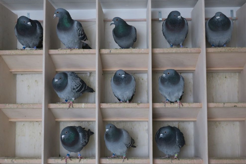 Forening er blevet splittet i to: 'Vi ville noget forskelligt'