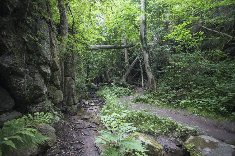 Kommunen dyster om at blive Danmarks vildeste
