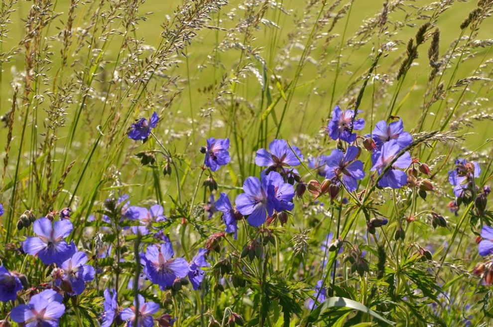 Natur Bornholm er allerede blevet vildere