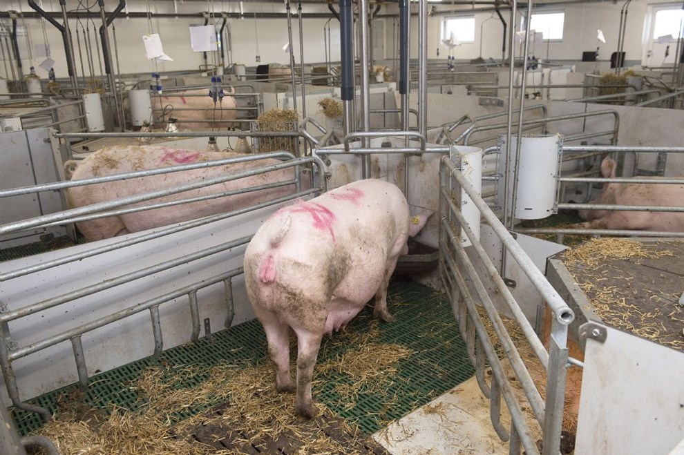 Bornholmergrisen er den glemte succeshistorie