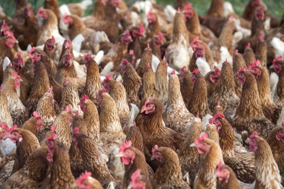 Hns aflivet: Fjerkr i stermarie ramt af fugleinfluenza