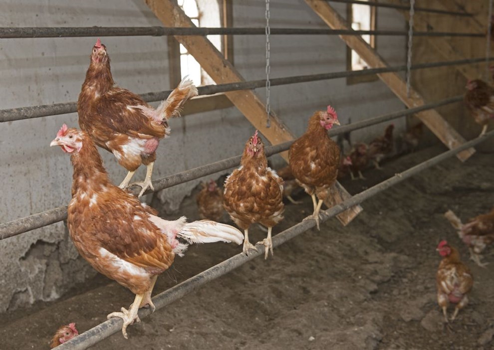 gproducent efter udbrud af fugleinfluenza: 'Det er slseri i min verden'