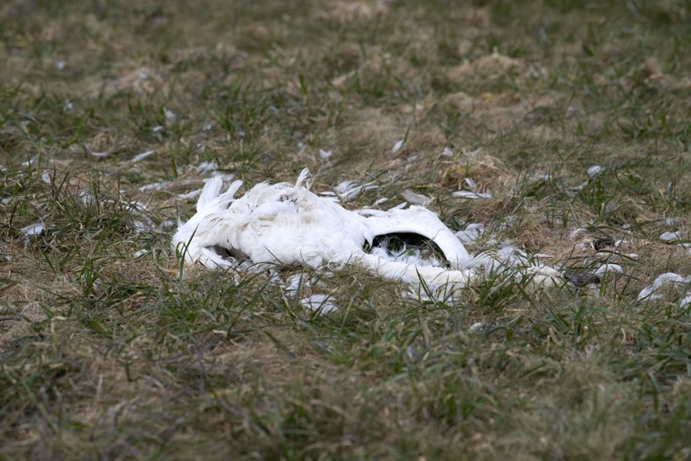 Flere dde svaner fundet i weekenden  Sdan forholder du dig