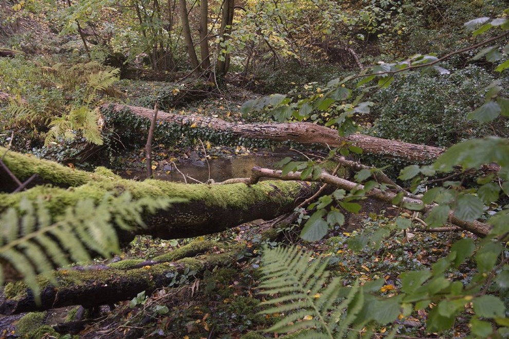 Bornholm melder sig i kampen om at blive den vildeste kommune