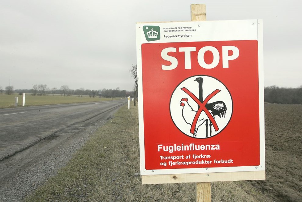 Nyt udbrud af fugleinfluenza p Bornholm