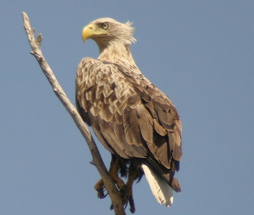 Hundsemyre er Bornholms bedste fuglemose