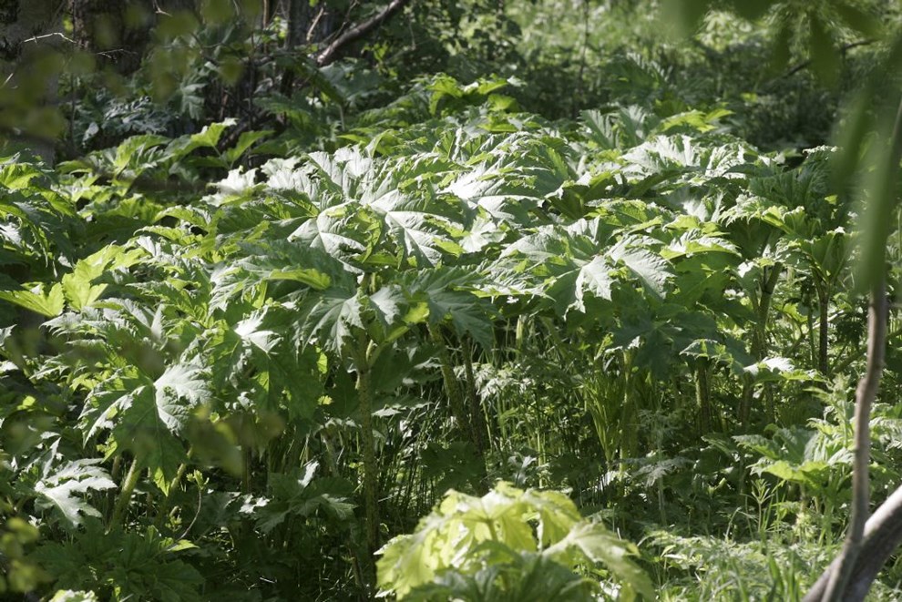 Invasive arter i fredet mose skal bekmpes med gift