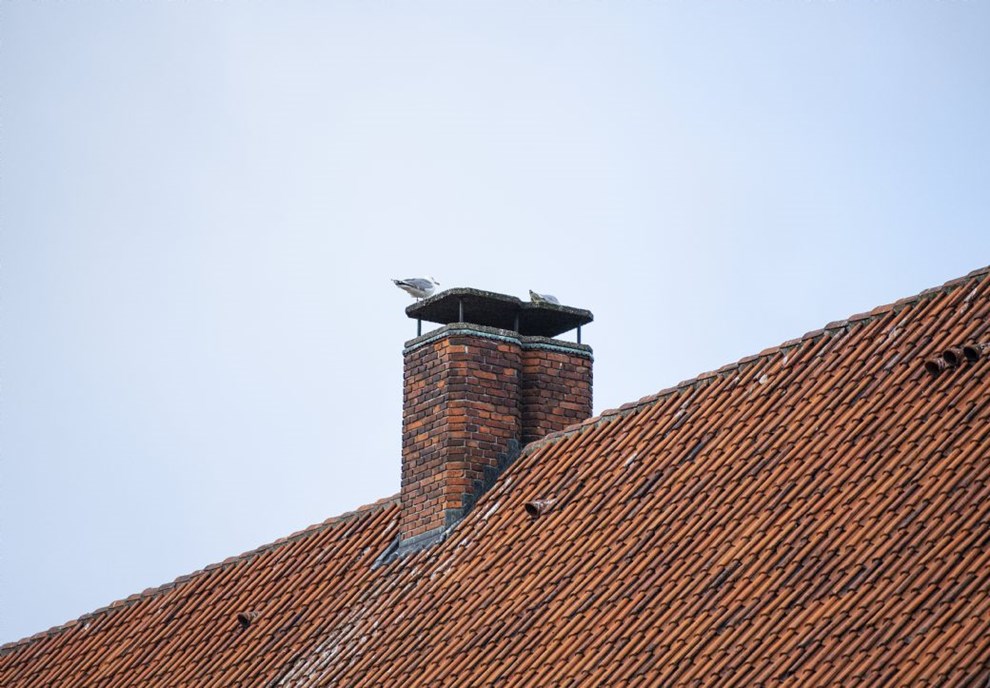 Mgerne ser ud til at f frit spil igen denne sommer