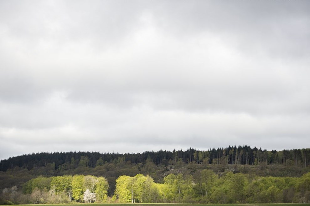 Friluftsrådet bakker op om naturnationalpark i Almindingen Friluftsrådet bakker op om naturnationalpark i Almindingen