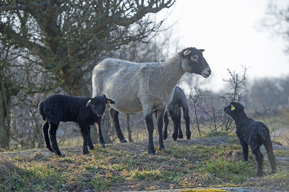Overskud hos Hammershuslam � men det skyldes�ikke lammene