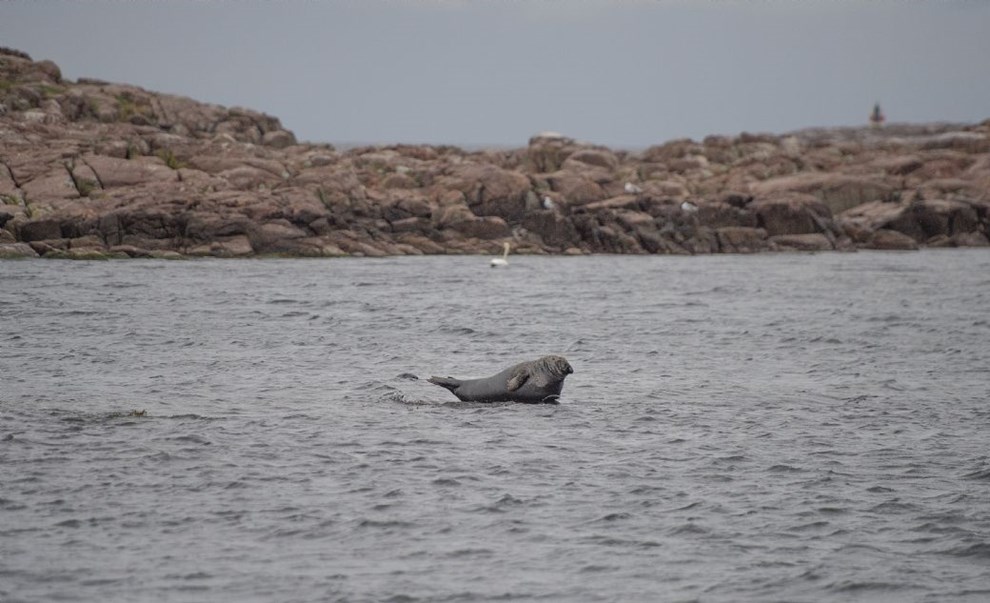 Jægere må skyde dobbelt så mange sæler Jægere må skyde dobbelt så mange sæler