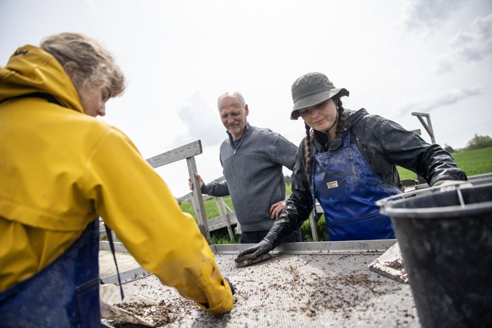Arkologistuderende p Sorte Muld: 'Drmmen er at finde en guldgubbe'