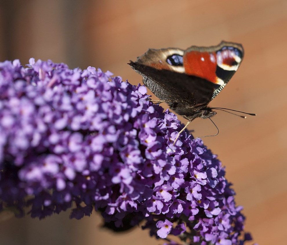 Forsyningsselskab vil hjlpe bier og sommerfugle