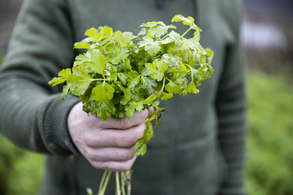 Leder: Gr�nt er k�nt