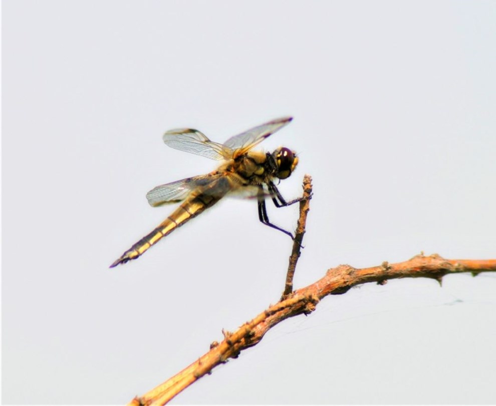 Guldsmedene – sommerens superflyvere Guldsmedene – sommerens superflyvere