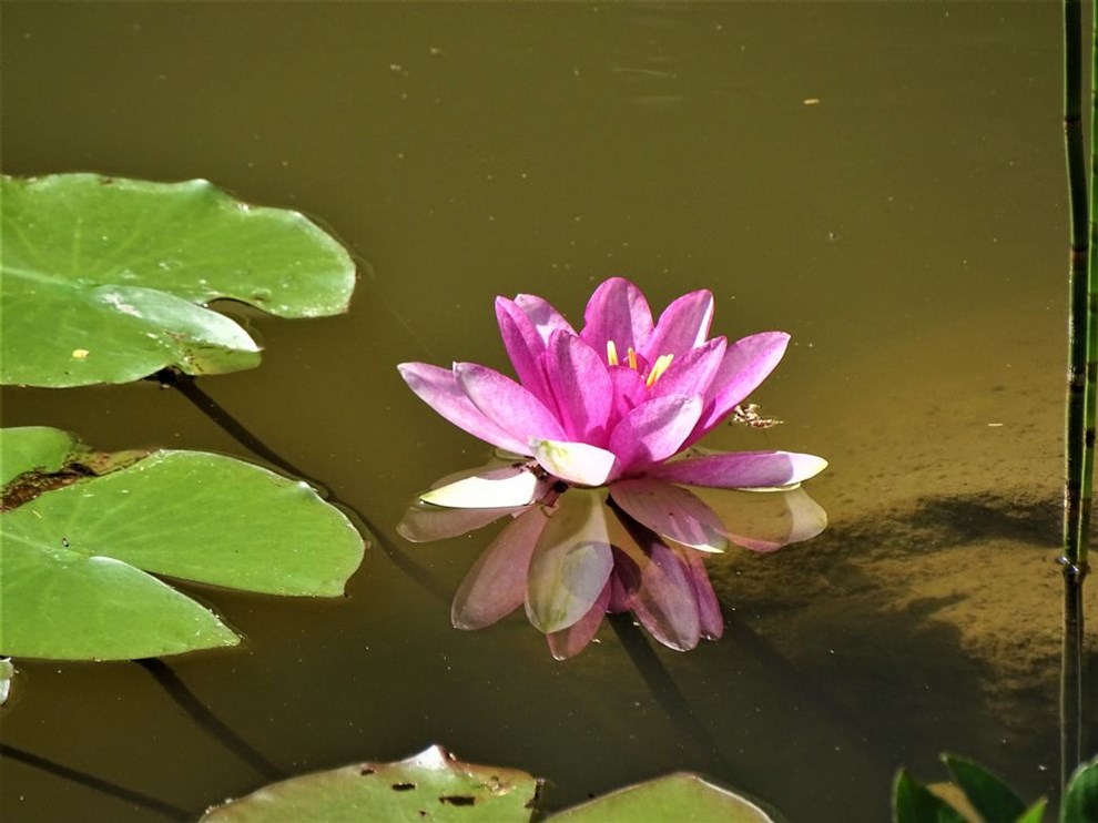 �kanderne er mosernes vandnymfer