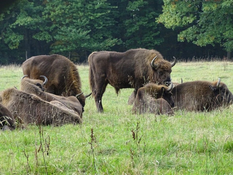 Vandretur gennem bisonskoven til lene
