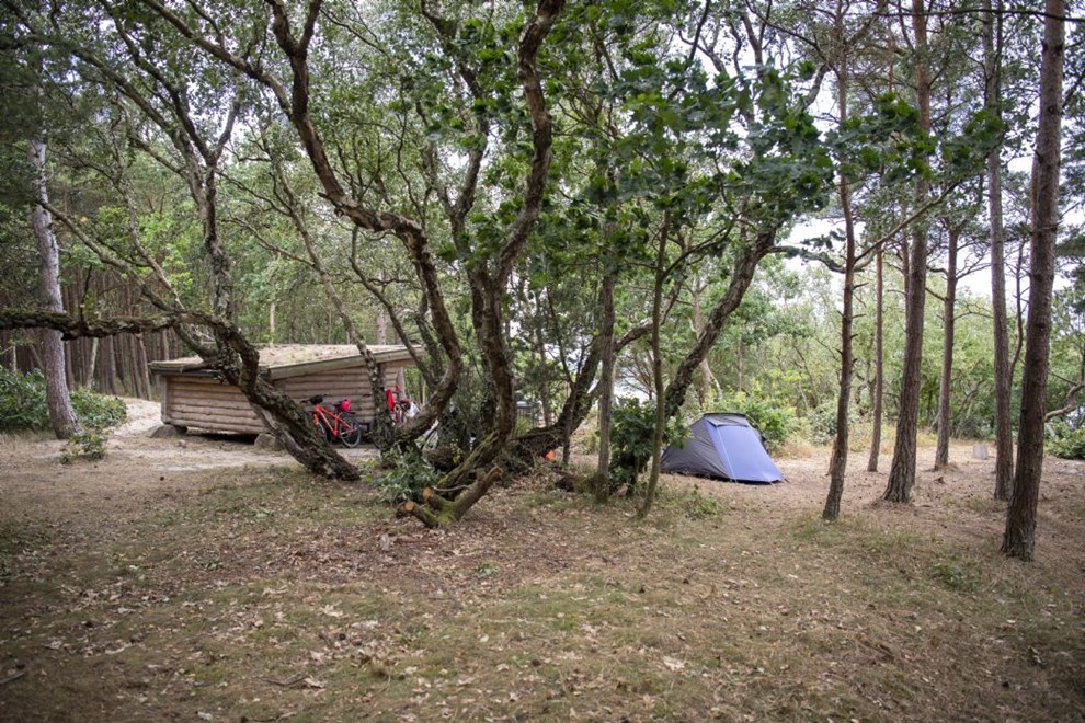 Skovsvineri bliver et politisk emne:Der kan skrues op for tilsynet  men det koster