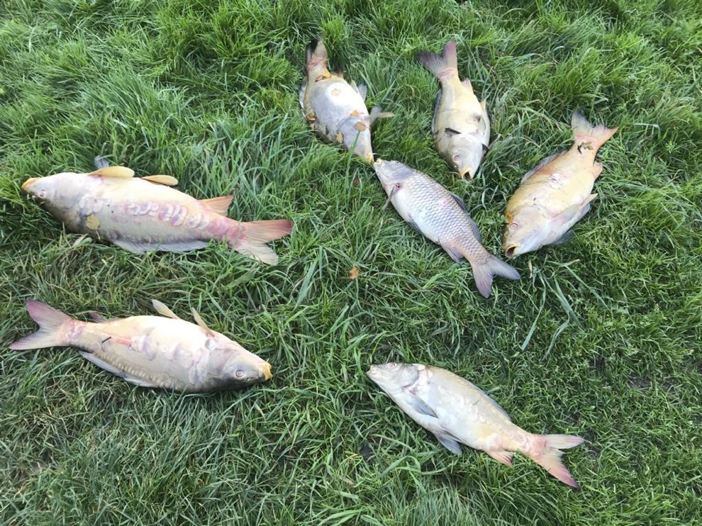 Sagen om Prstemosen er afgjort: Mejeri fr femcifret bde