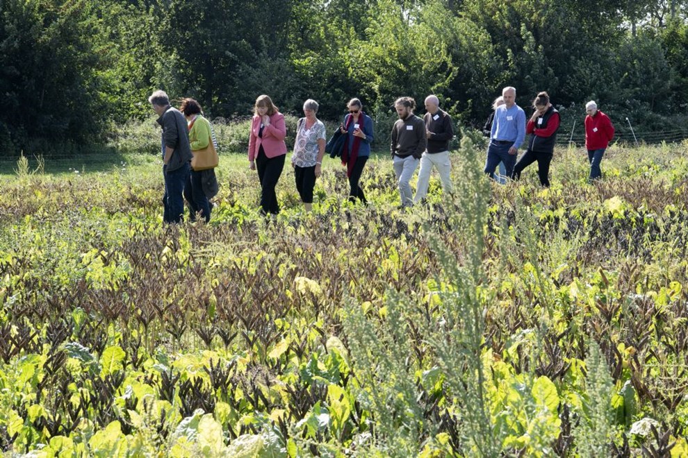Fremtidens kd skal gro p marken