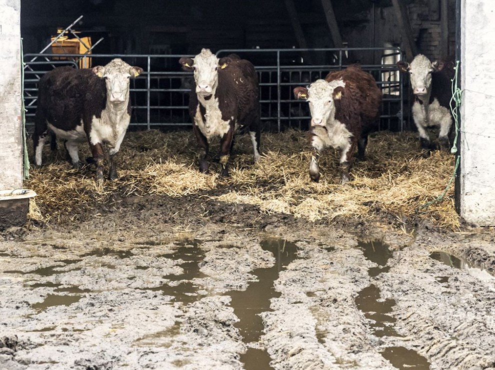 G�rdbutik udvider med �g (m�ske) og grise