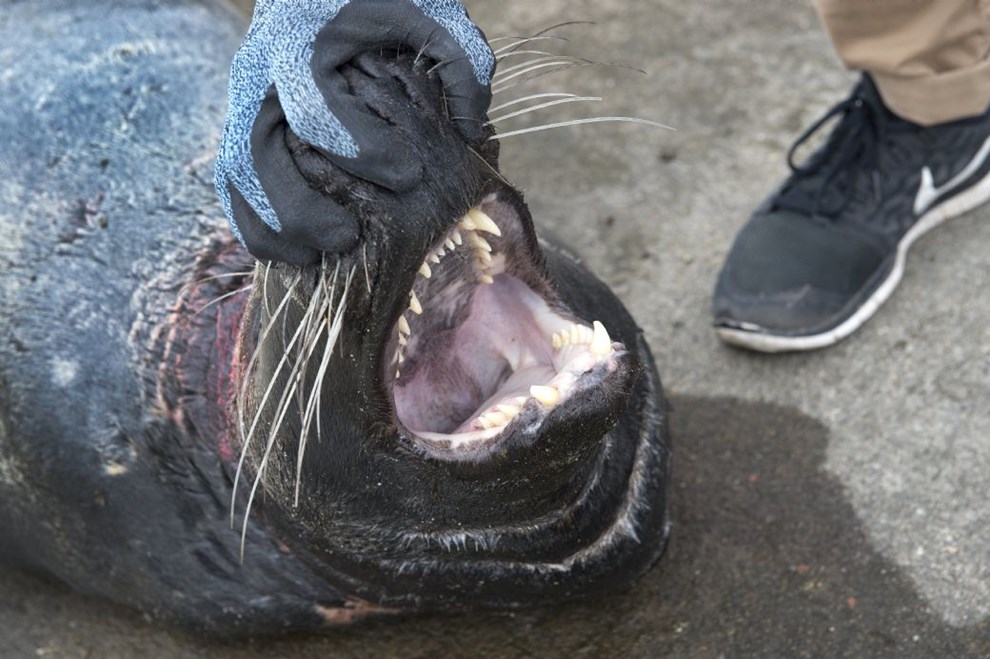 Stop for regulering af sler: Er det rimeligt, Lea Wermelin?