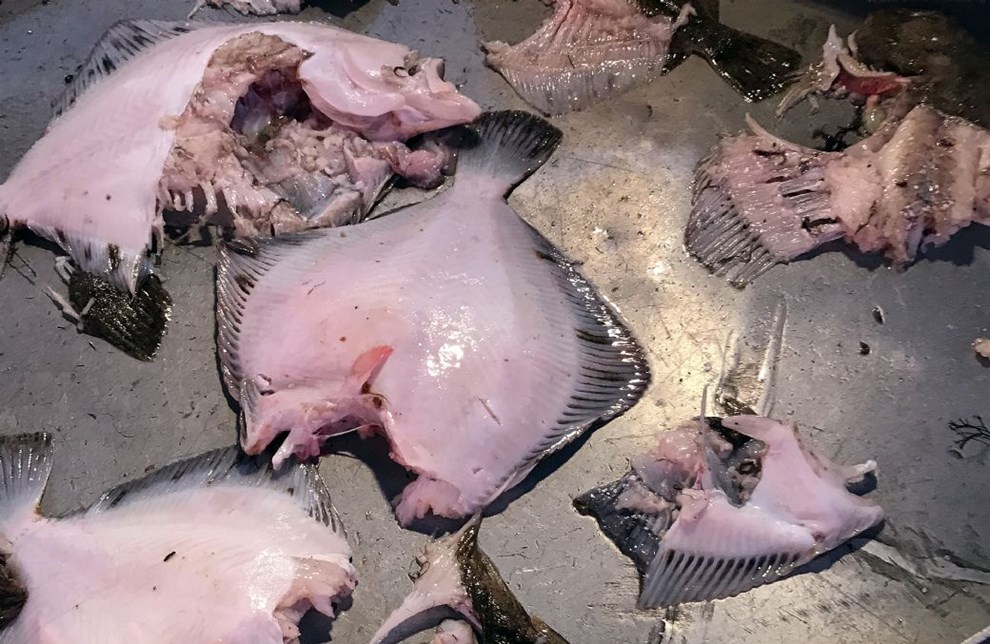 De fisker fladfisk og er ikke i tvivl: S�lerne dr�ber ogs� fladfisk