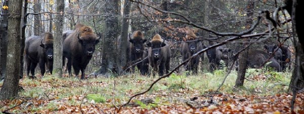 Naturstyrelsen: 'Man kan ikke bare give en bison medicin'